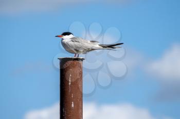 Common Tern sitting on a metal post