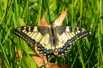 Swallowtail Butterfly sits on the old leaf in a sunny day. Close-up view.