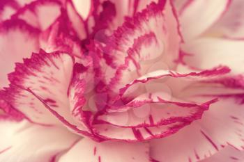  Full frame shot of pink color Carnation flower petals close up