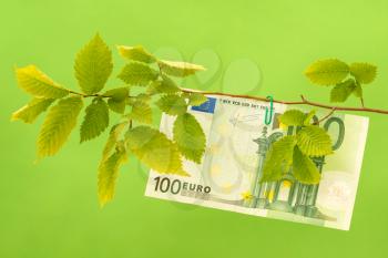 One Hundred Euro hanging on the tree branch. Money tree, revenue growth.