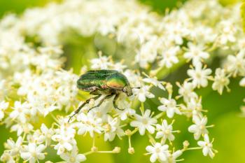 The green-yellow beetle experiences white small flowers