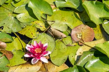 Purple water lilly or lotus on the wild pond