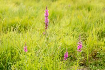 Summer meadow with wild orchid flowers