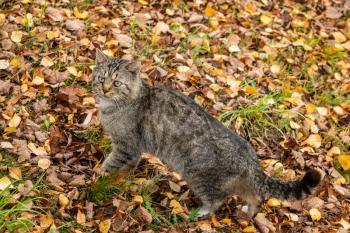 Cat sneaks on the park, autumn leaves on the ground