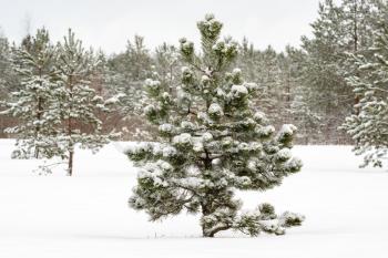  Winter landscape with young pine trees covered by snow