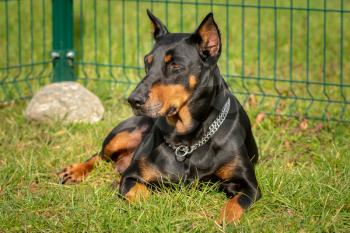 Doberman pincher lying on the green grass with metal fence behind