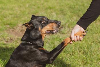 The dog breed Doberman Pinscher and human hand during handshake. Friendship between human and dog - shaking hand and paw