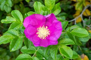 Pink flower of dog-rose (rosehip)  or brier (sweetbrier) on a bush in the garden