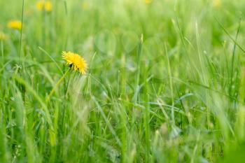 Single blooming dandelion in green grass 