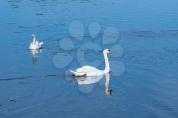 Adult female swan with her cygnet on lake