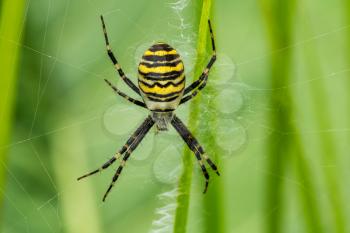 Large striped yellow and black spider Argiope Bruennichi on its web