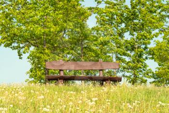 Empty wooden bench in a green meadow full of dandelions