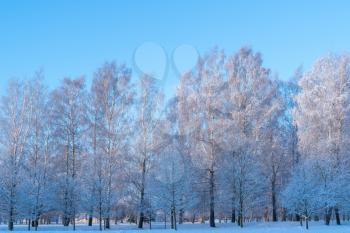 Winter landscape of frosty trees, white snow in city park. Trees covered with snow.