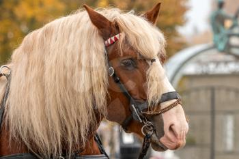 Beautiful brown horse with white bangs and mane