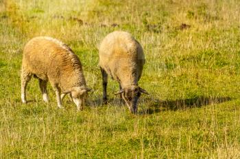 Sheep couple in a meadow on a green grass