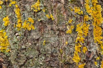 Bark of tree with yellow lichen. Abstract background