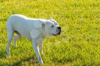 Dangerous dog or vicious dog, white pitbull on the grass