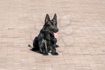 Black Shepherd Dog lying on the pavement