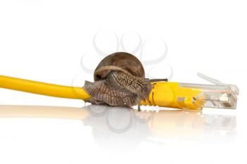 Snail on network cable, symbolic photo for slow internet connection. Broadband connection is not available everywhere.