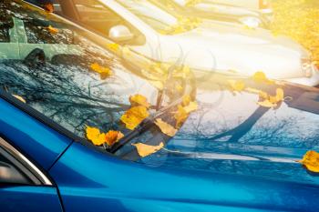 Season and transport concept - close up of car wiper with autumn  leaves on windshield