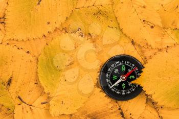 Compass on fallen leaves. Use compass in the autumn forest.