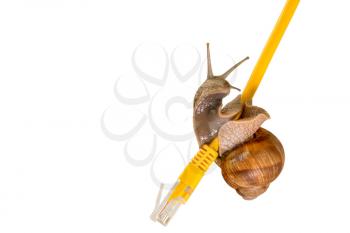 Internet connection with snail speed. Snail crawling on a yellow network cable, isolated on white background.