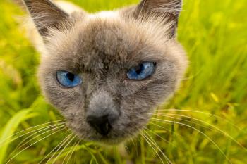 Close up view of face of a cute kitten on a green meadow background. Close up on a cat's blue eyes.
