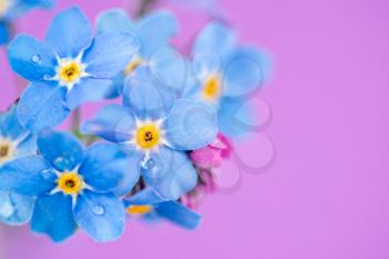 Spring blue forget-me-nots flowers, pastel background, selective focus.