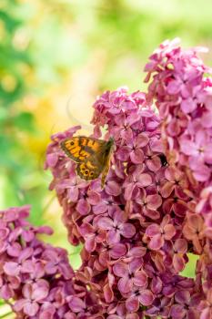Beautiful view of the blooming lilac bush in the garden. Butterfly siting on the delicate lilac flowers.