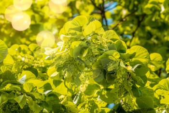 A branch of a linden tree (Tilia cordata) with flowers before flowering