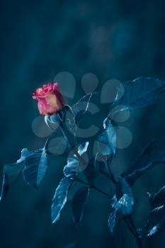 Single rose flower with blur background in blue filter color