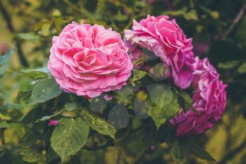 Gorgeous beautiful gentle pink bush roses. Retro filter.