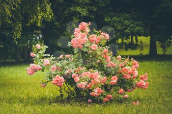 Beautiful pink roses bush in the park at summer day