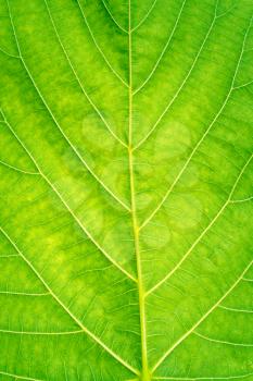 Green leaf veined macro shot. Background for design
