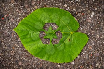 Green tree leaf with recycle symbol, lying on dark asphalt