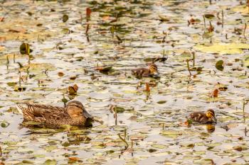 Mother duck and ducklings swimming  in the wild pond