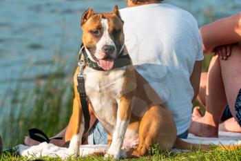 Couple with dog breed pit bull relaxing in a nature. Concept of friendship between humans and animals.