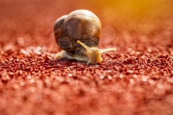 Snail on the athletic track , close-up view. Shallow DOF.Conceptual image.