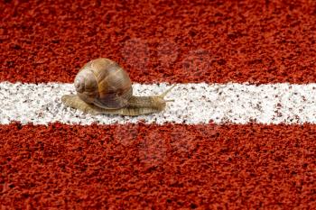 Snail on the athletic track moves along white line. Conceptual image.