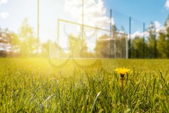 Blooming yellow dandelion on grass of soccer field with football goals on background