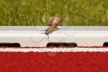 Snail ready for competition in stadium with running track
