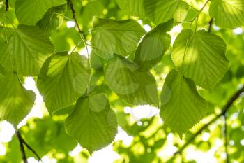 Fresh green foliage of linden tree glowing in sunlight