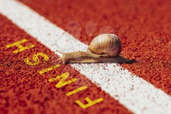 Snail crosses the finish line alone as winner. The concept of competition, the winner, the slow movement, slowly but confidently go to the goal.