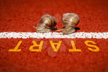 Close-up of racing snails in front of start line. The concept of competition, the winner, the slow movement, slowly but confidently go to the goal.