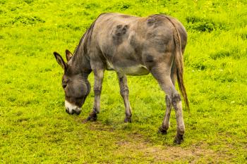 Cute donkey on a farm pasture