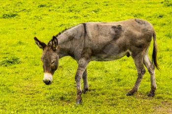 Cute donkey on a green meadow