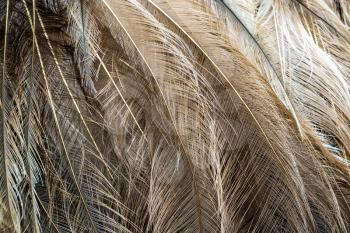 Close up view of the feathers of a wild Emu bird 