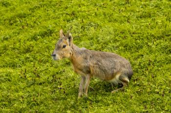 Patagonian Mara (Dolichotis patagonum) - large rodent sitting on grass. Cute animal rabbit like