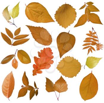 Set of autumn tree leaves