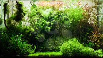 Elegant freshwater aquarium with different plants and small fishs